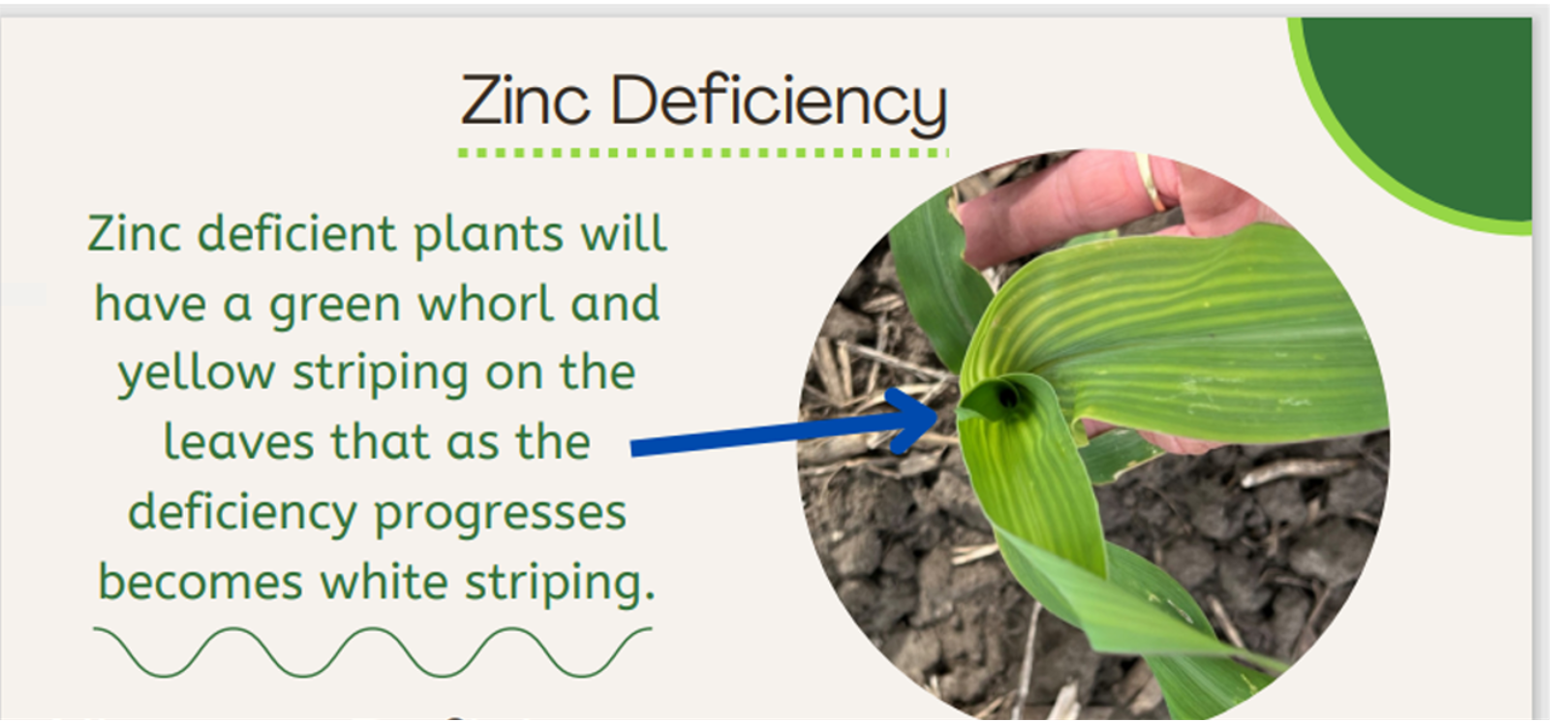 Ferrie That Yellowing and Striping You're Seeing are likely Zinc and